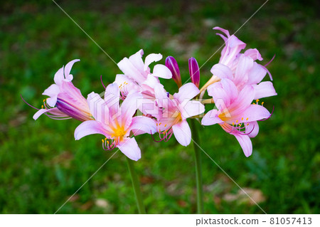 Summer Narcissus (Natsuisen) Summer Narcissus (Natsuisen) 81057413