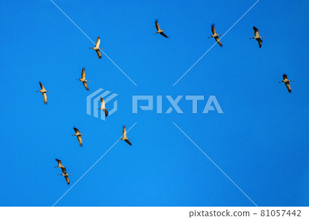 Common crane, Grus grus in Monfrague National Park. Extremadura, Spain 81057442