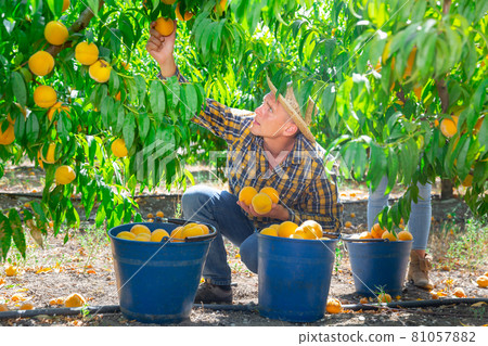 Hired worker harvesting ripe peaches on farmer field 81057882