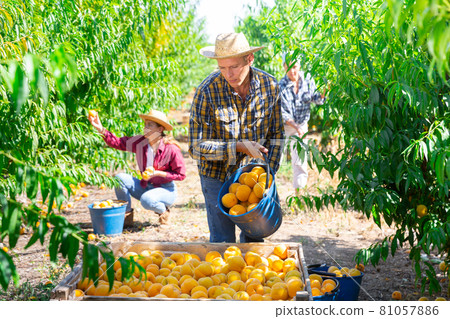 Farmer pouring harvested ripe peaches from bucket into crate 81057886