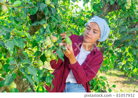Woman gardener picking sweet pears from tree 81057932