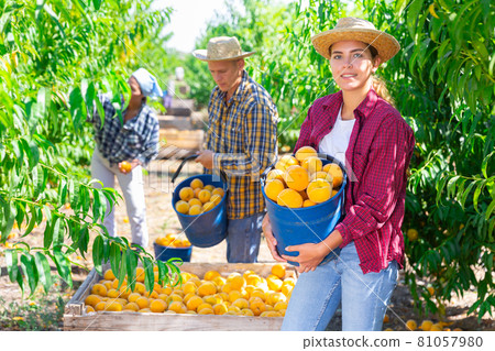 Young woman farmer picking peaches in fruit garden 81057980