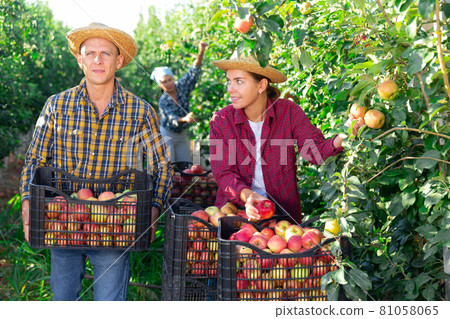 Team of workers harvesting apples in farm fruit garden Team of workers harvesting apples in farm fruit garden 81058065