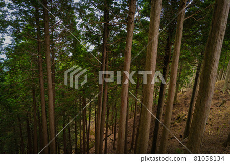 Ridge road from Yabitsu Pass to Mt. Oyama 81058134