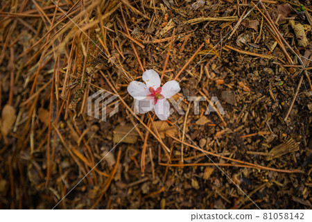 Ridge road from Yabitsu Pass to Mt. Oyama 81058142
