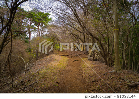 Ridge road from Yabitsu Pass to Mt. Oyama 81058144