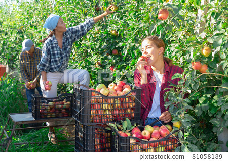Girl eating apple Girl eating apple 81058189
