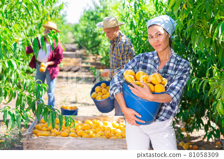 Woman with bucket of peaches 81058309