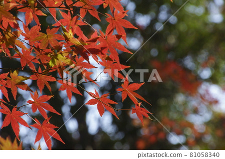 Autumn leaves Autumn leaves 81058340