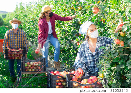 Woman in protective mask picks ripe apples in the garden. Harvesting apples in orchard Woman in protective mask picks ripe apples in the garden. Harvesting apples in orchard 81058343