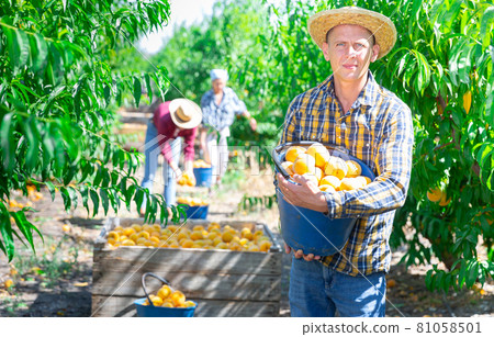 Man with bucket of peaches Man with bucket of peaches 81058501