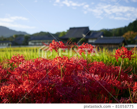 [Nara Prefecture] Scenery of Tachibana-dera where cluster amaryllis blooms 81058775