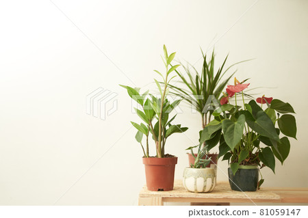 Potted plants placed on table Potted plants placed on table 81059147