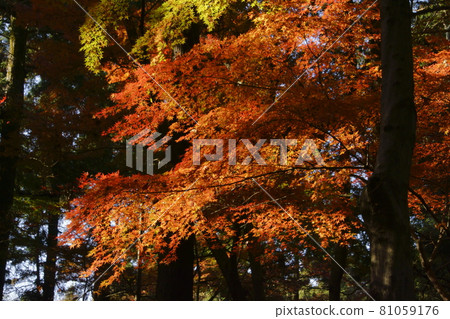 Autumn leaves 81059176