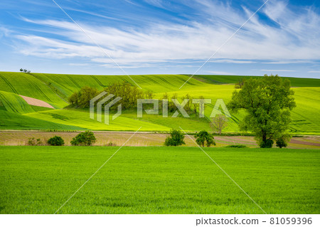 Wavy agricultural field of Moravian Tuscany. Czech Repulbic Wavy agricultural field of Moravian Tuscany. Czech Repulbic 81059396