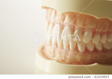 Dentition model dental image 81059955