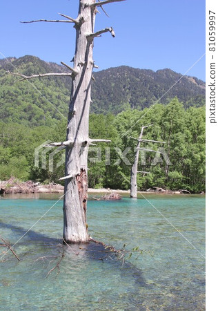 Buried forest of Taisho Pond in Kamikochi, Shinshu, surrounded by fresh spring greenery and praising clean water Buried forest of Taisho Pond in Kamikochi, Shinshu, surrounded by fresh spring greenery and praising clean water 81059997