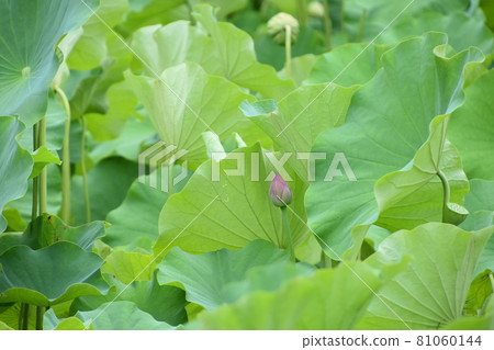 Lotus flowers blooming in the pond in early summer 81060144