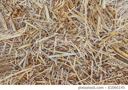 Hay in a bale in a sunny day close-up. Food product for farm animals, farming concept 81060145