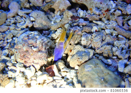 Ribbon eel is watching Ribbon eel is watching 81060336