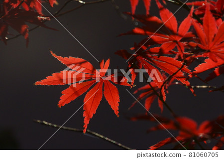 Autumn leaves Autumn leaves 81060705