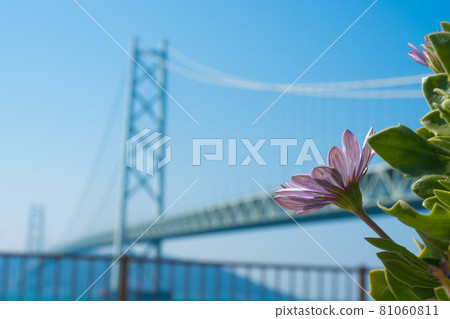 Shih tzu Shih tzu 81060811