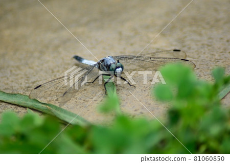 Male Shiokara Tonbo Up Male Shiokara Tonbo Up 81060850