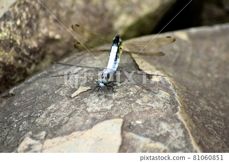 Male Shiokara Tonbo Up Male Shiokara Tonbo Up 81060851