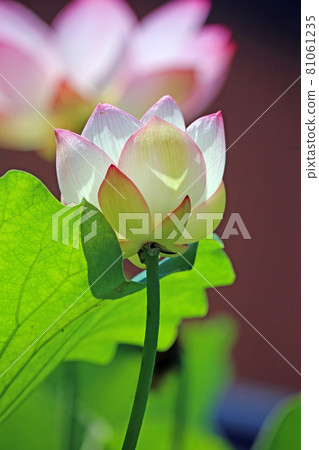 Lotus flower Lotus flower 81061235