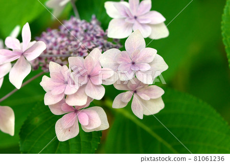 Gaku Hydrangea Forehead Hydrangea Pink Gaku Hydrangea Forehead Hydrangea Pink 81061236