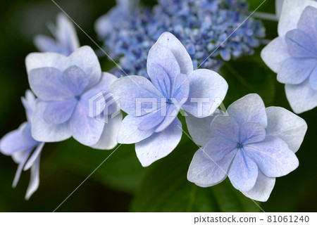 Gaku Hydrangea Forehead Hydrangea Purple Gaku Hydrangea Forehead Hydrangea Purple 81061240