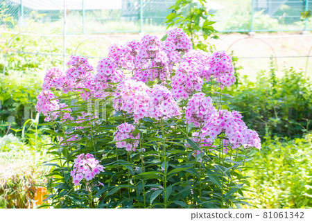 福祿考（福祿考） 81061342