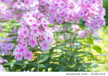 福祿考（福祿考） 81061343