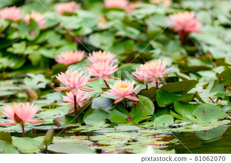 Water lily that blooms beautiful flowers Water lily that blooms beautiful flowers 81062070