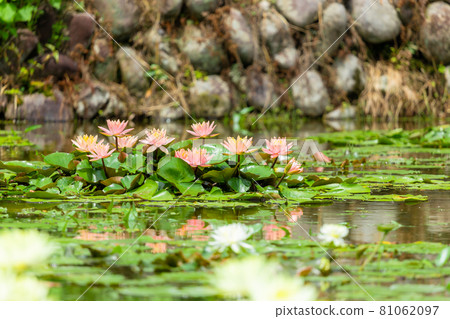 Water lily that blooms beautiful flowers 81062097