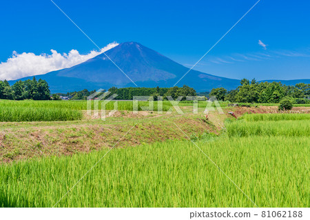 （靜岡縣）稻穗長出的稻田上的夏天富士山 81062188