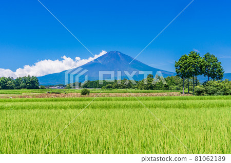 （靜岡縣）稻穗長出的稻田上的夏天富士山 81062189