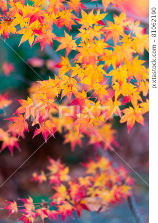 真實大廳秋葉 81062190