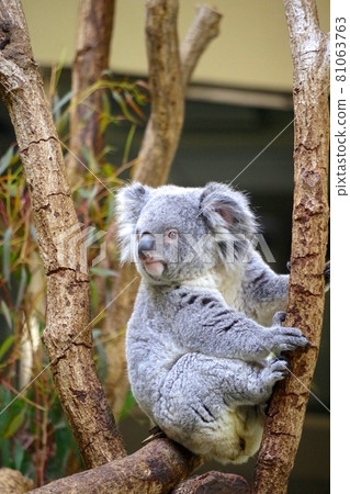 Koala on the tree 81063763