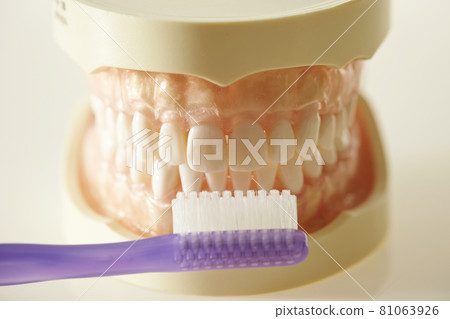 牙列模型和牙刷牙科牙膏圖像 牙列模型和牙刷牙科牙膏圖像 81063926