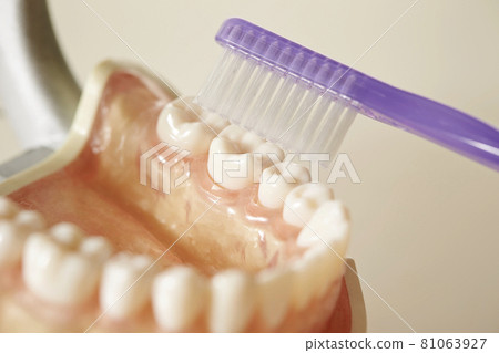 Dentition model and toothbrush dental toothpaste image 81063927