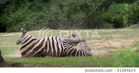 Rolling zebra Rolling zebra 81064624