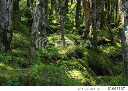 白駒池和苔蘚森林 81065167