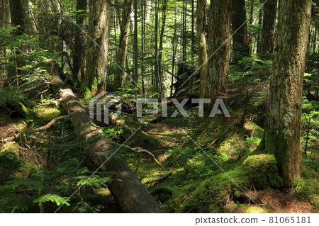 白駒池和苔蘚森林 81065181