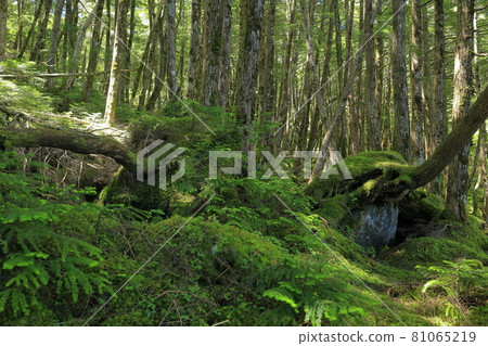 Shirakoma Pond and Moss Forest Shirakoma Pond and Moss Forest 81065219