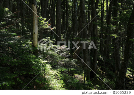 白駒池和苔蘚森林 81065229