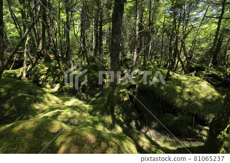 白駒池和苔蘚森林 81065237