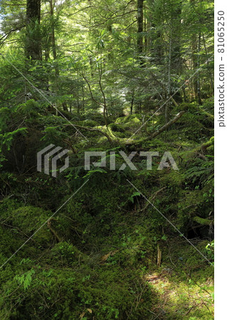 Shirakoma Pond and Moss Forest Shirakoma Pond and Moss Forest 81065250
