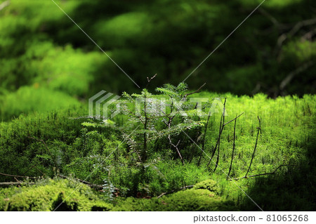 白駒池和苔蘚森林 81065268