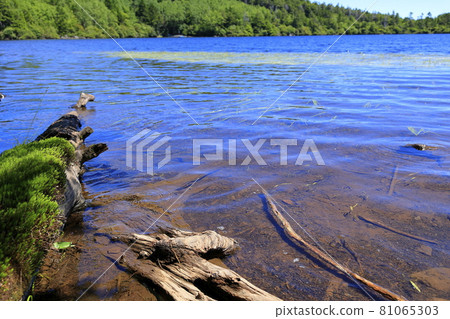 白駒池和苔蘚森林 白駒池和苔蘚森林 81065303